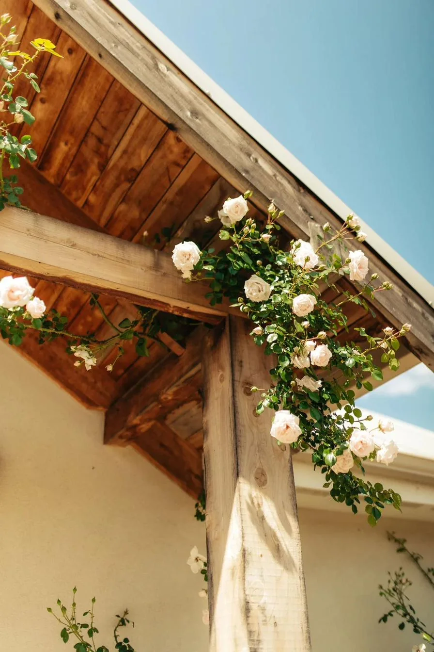 Climbing roses on the timber pergola at Gateley Hill Gardens